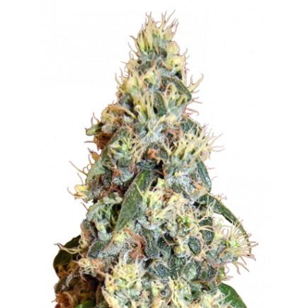 AK47 x Jack Herer Auto